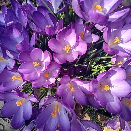 Dmowskiego - Kepa Mieszczanska Apartmán Vratislav