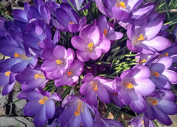 Dmowskiego - Kepa Mieszczanska Apartmán Vratislav